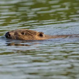 Affût crépusculaire sur l'Île de la Folie à Chaumont-sur-Loire