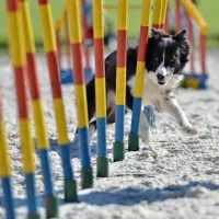 Un chien, un maître et un parcours d'obstacles, c'est la recette de l'agility. &copy; Dziurek - Fotolia.com