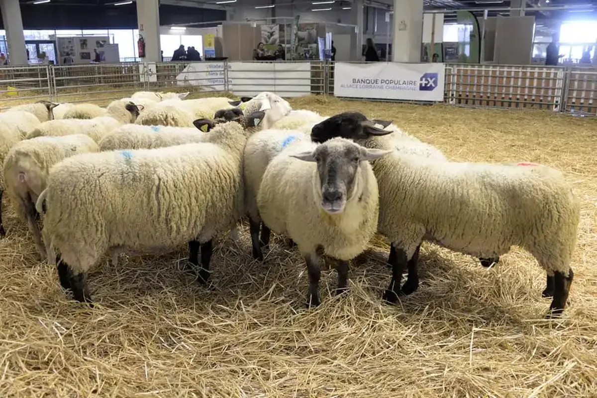 Le salon rassemble l&rsquo;ensemble des acteurs de la fili&egrave;re polyculture-&eacute;levage : produits et mat&eacute;riels agricoles, concours ovins et avicoles d&rsquo;envergure r&eacute;gionale et transfrontali&egrave;re.