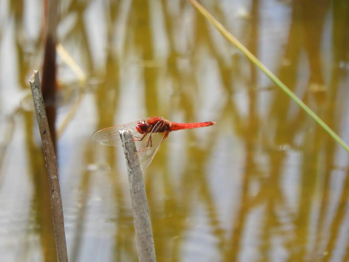 Aider la biodiversité, simplement !