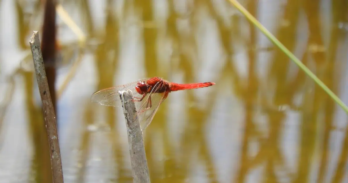 Aider la biodiversité, simplement ! Anglet 2026