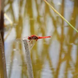 Aider la biodiversité, simplement !