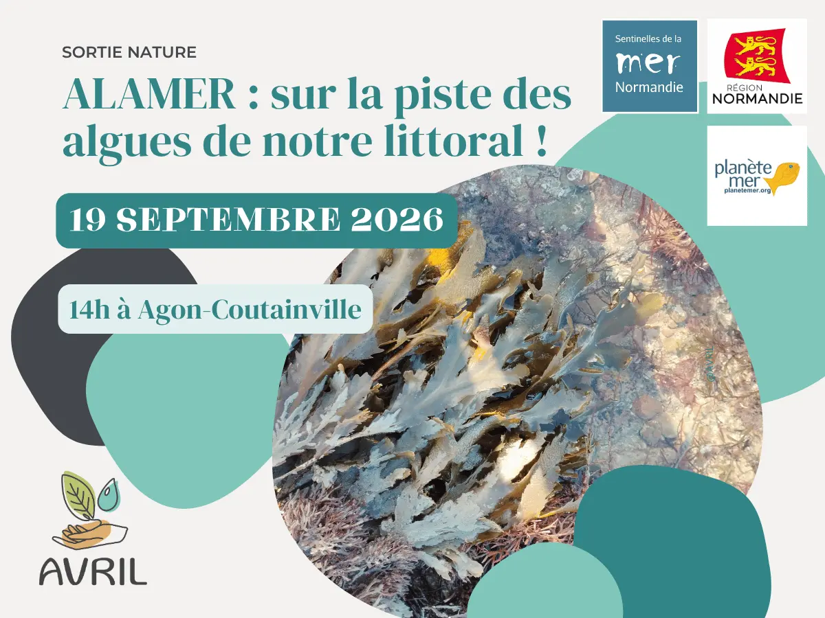 ALAMER : sur la piste des algues de notre littoral !