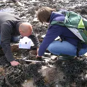 Algues et bigorneaux