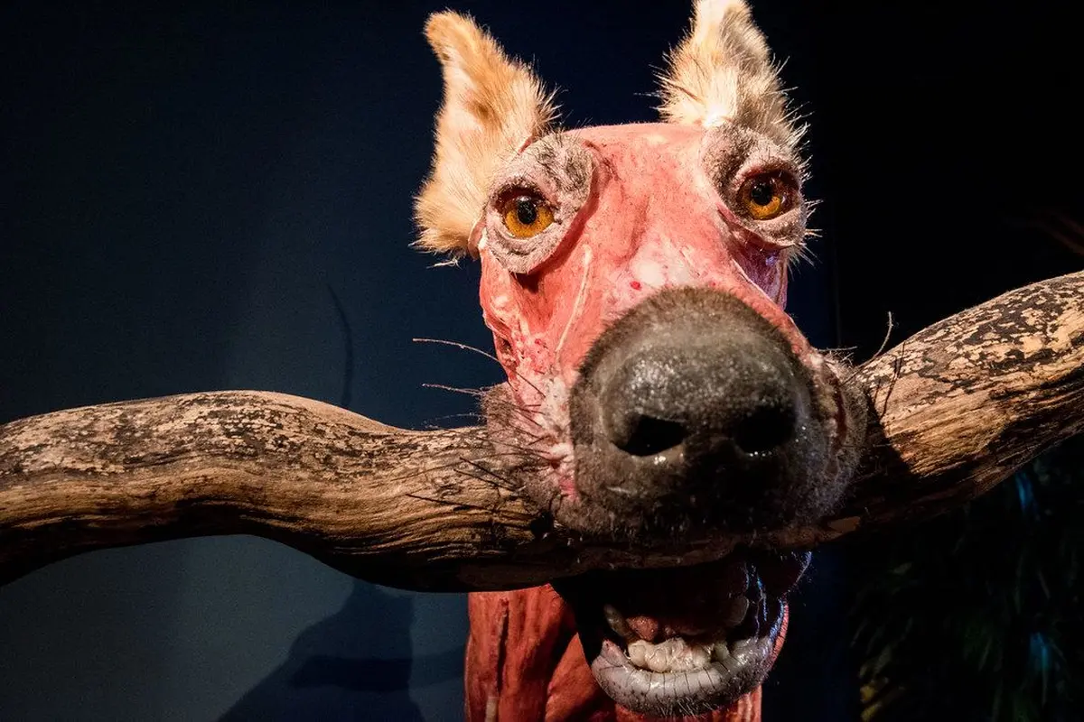 Aller découvrir l’expo un peu glauque KORPERWELTEN (Body Worlds)