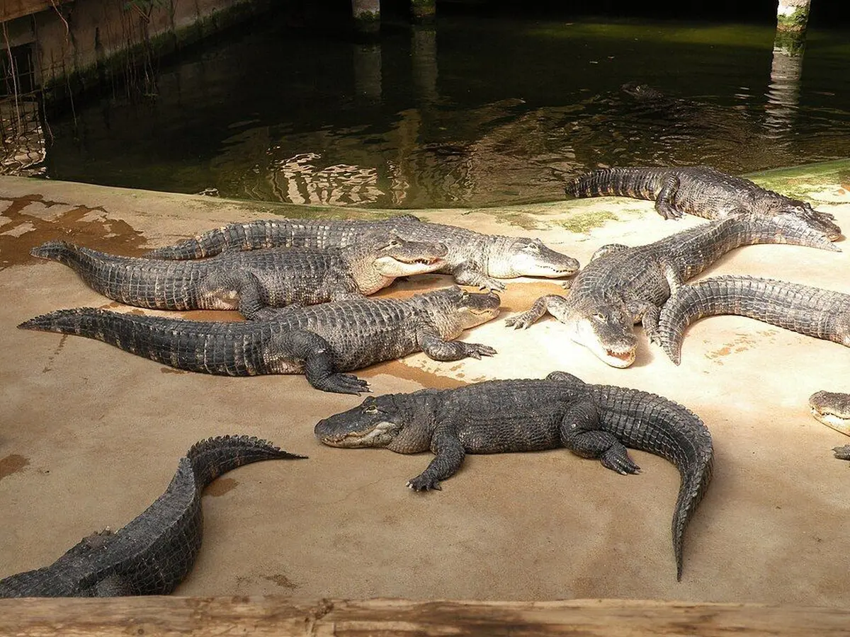 Alligator Bay