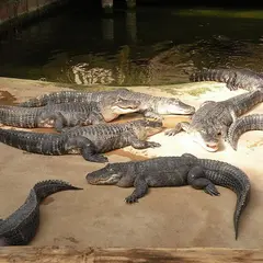 Alligator Bay