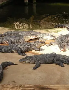Alligator Bay