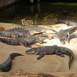 Alligator Bay
