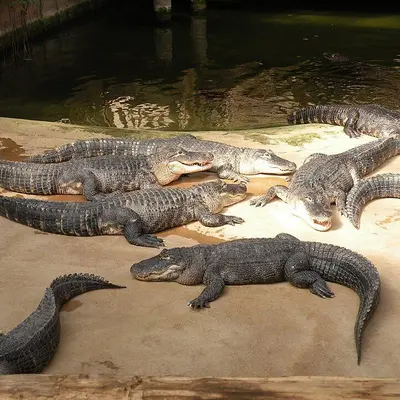 Alligator Bay
