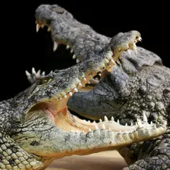 Alligator Bay: Billet d'entrée