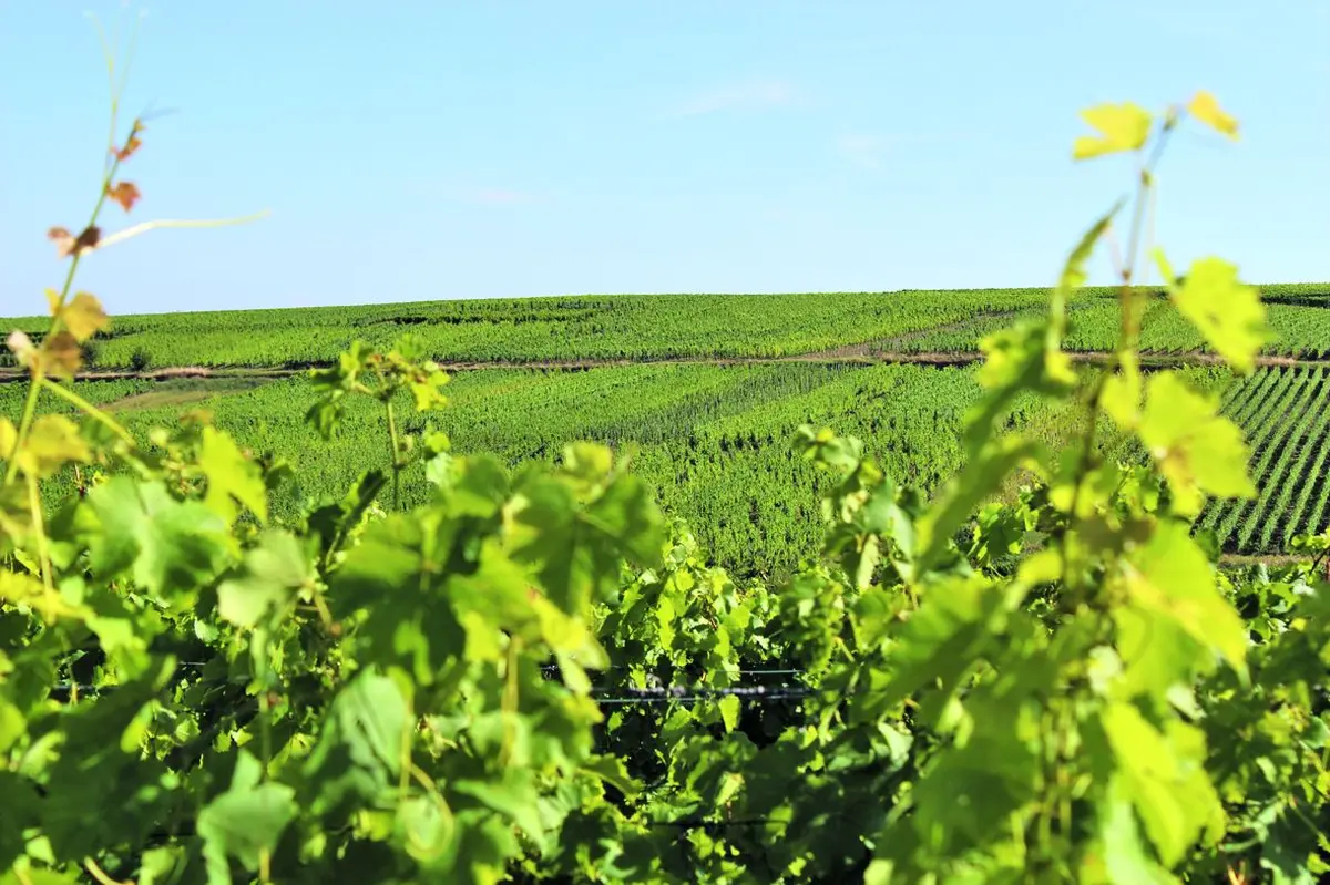 Le vignoble alsacien