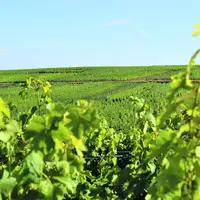 Le vignoble alsacien DR