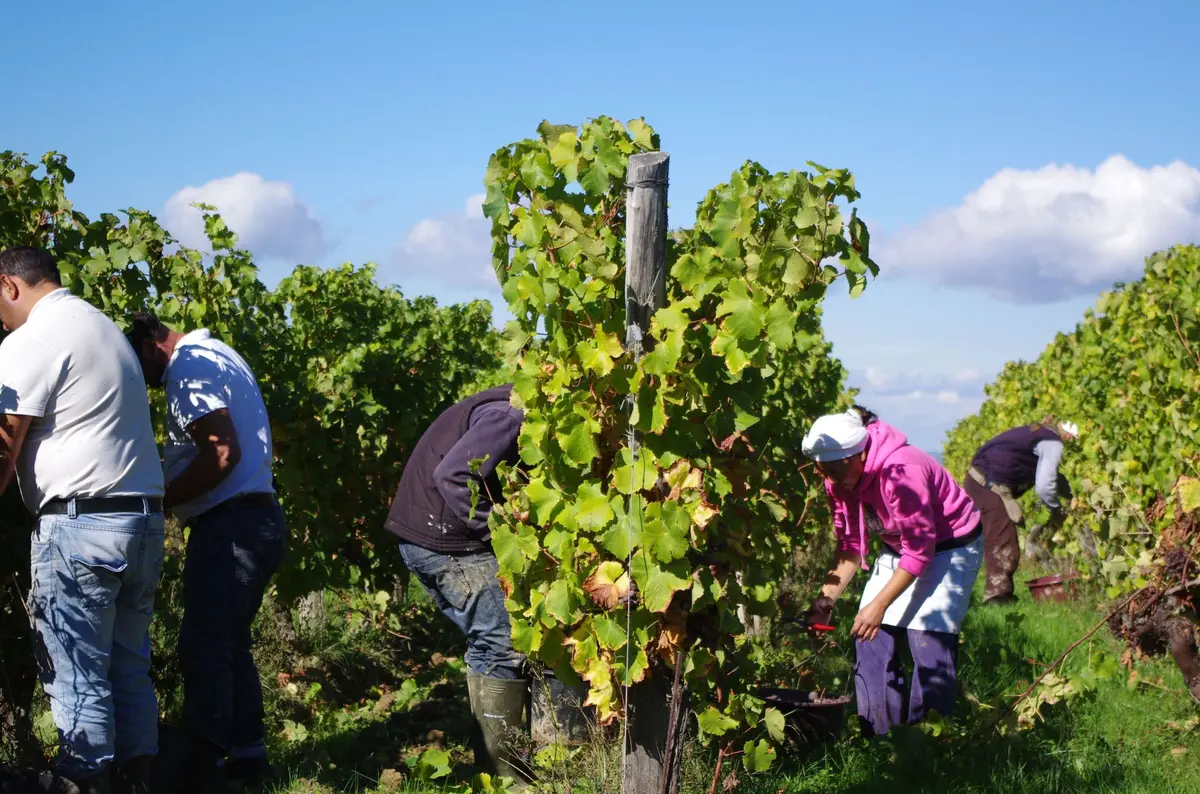 Alsace Vendanges 2026 : les recrutements de saisonniers s'accélèrent avant des vendanges précoces