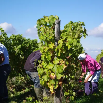 Vendanges en Alsace : les recrutements de saisonniers s'accélèrent
