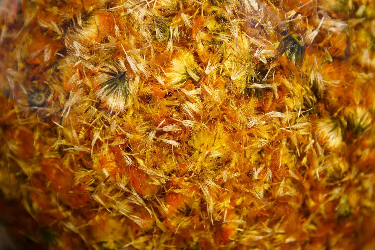Des fleurs d'arnica en cours de macération 