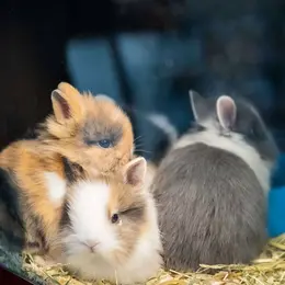 Animal Expo - Animalis Show 2026