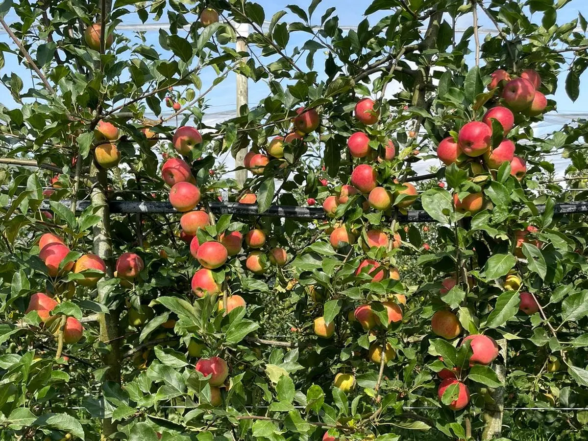 Animation à la Cueillette de L'Aragnon, autour des pommes