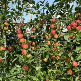 Animation à la Cueillette de L'Aragnon, autour des pommes