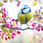 Animation autour de l'exposition Observons les oiseaux avec le G.O.N. - Bibliothèque et dans le village de Fervaques