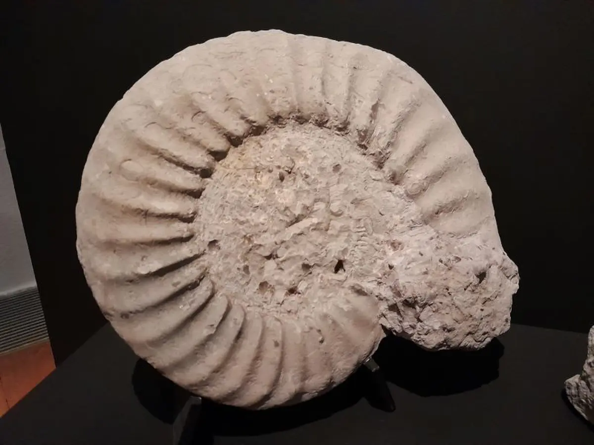 animation autour des fossiles par Ammonite 50