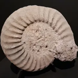 animation autour des fossiles par Ammonite 50