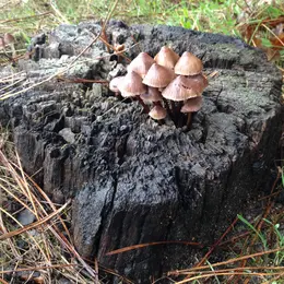 Animation Champignons