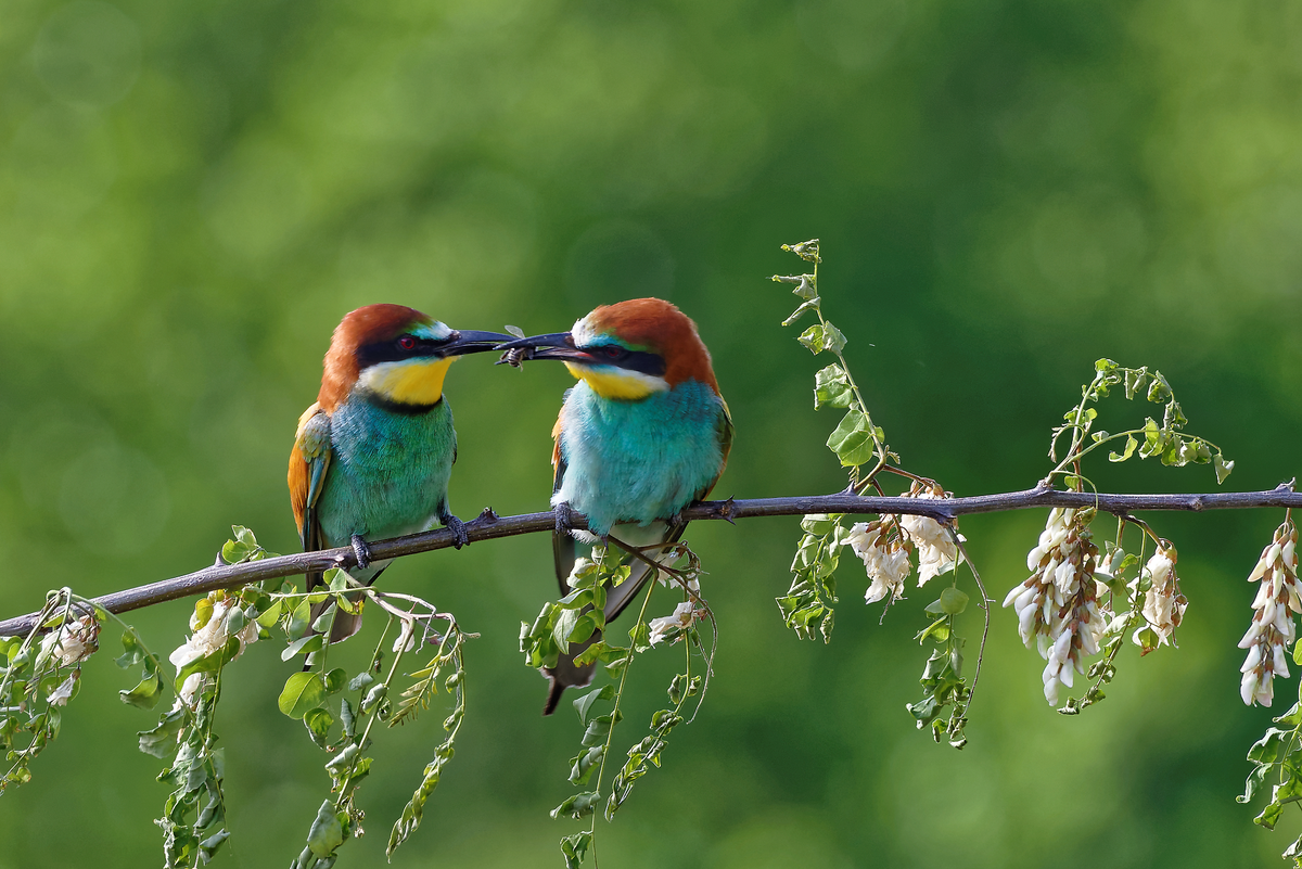 Animation de la LPO : A la recherche du guêpier d'Europe