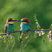 Animation de la LPO : A la recherche du guêpier d'Europe