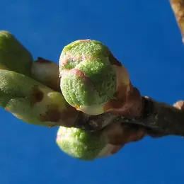 Animation de la LPO : Ecorces et bourgeon
