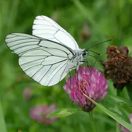Animation de la LPO : Fabuleux insectes
