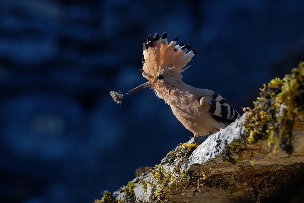 Animation de la LPO : Identification et comptage des oiseaux des jardins