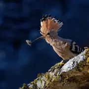 Animation de la LPO : Identification et comptage des oiseaux des jardins