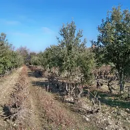 Animation de la LPO : L'environnement trufficole