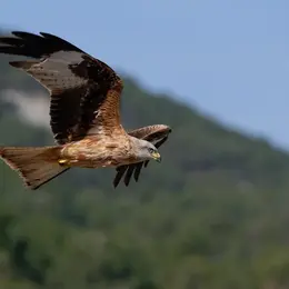 Animation de la LPO : Observation des oiseaux