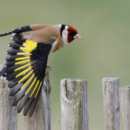 Animation de la LPO : Observons les oiseaux