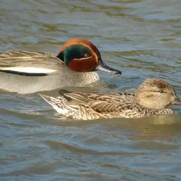 Animation de la LPO : Oiseaux migrateurs au Lac de Bannac
