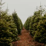 Animation De Noël : Labyrinthe Végétal Géant