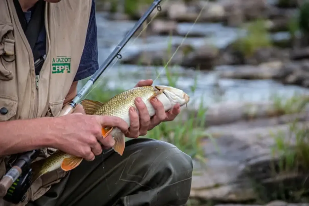 Animation découverte de la pêche à la truite