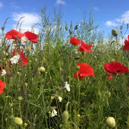 Animation Diversité floristique du Grand Guéret