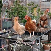 Animation Eclosion d'œufs