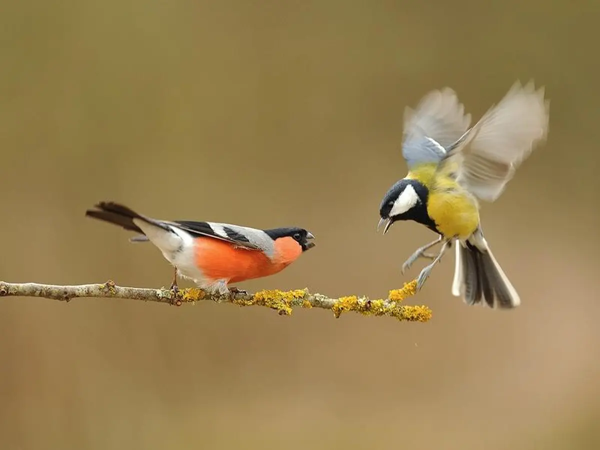 Animation enfants - Costauds ces oiseaux !
