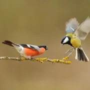 Animation enfants - Costauds ces oiseaux !