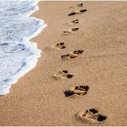Animation familles : Balade à la plage