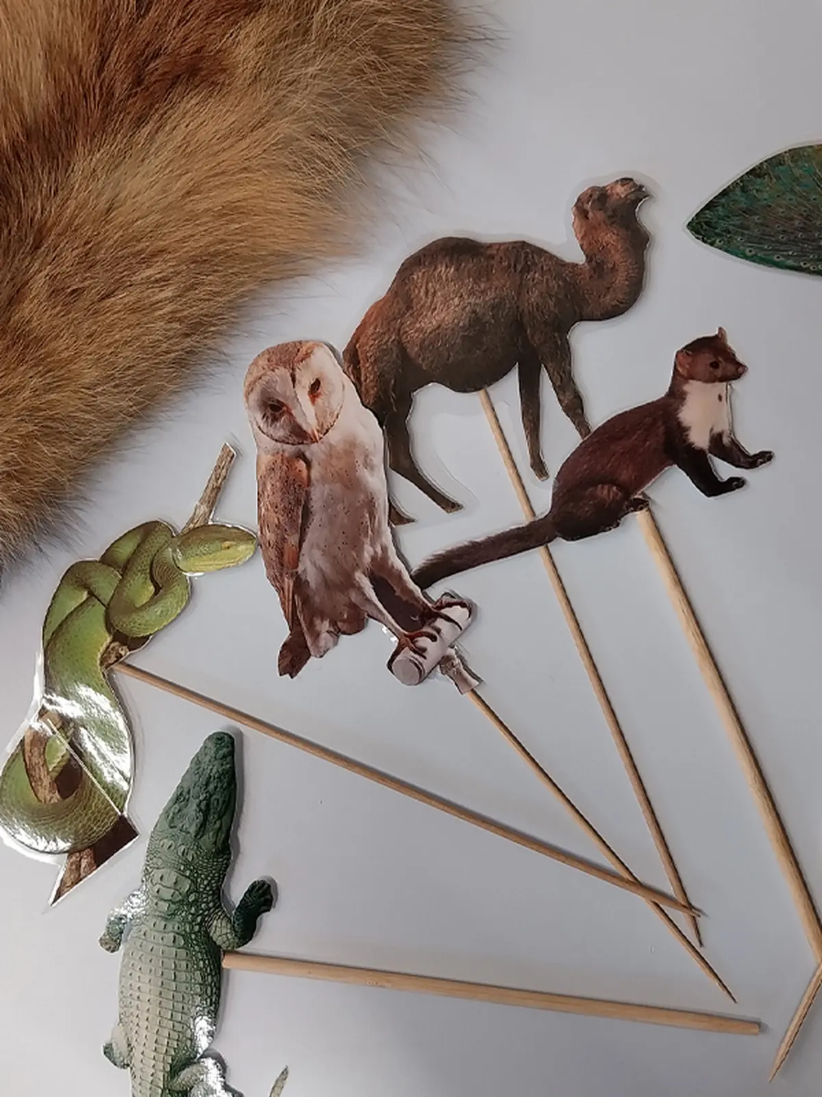 Animation hors les murs Plumes, poils, écailles, coquilles à la Bibliothèque des 5 avenues