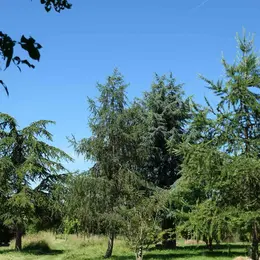 Animation : l'origine géographique des arbres - Arboretum de la Petite Loiterie