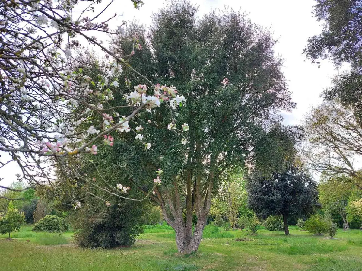Animation : les arbres d’ornement adapte´s au changement climatique - Arboretum de la Petite Loiterie