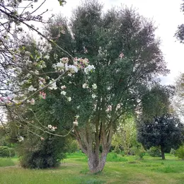 Animation : les arbres d’ornement adapte´s au changement climatique - Arboretum de la Petite Loiterie