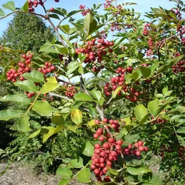 Animation : les arbres et arbustes comestibles - Arboretum de la Petite Loiterie