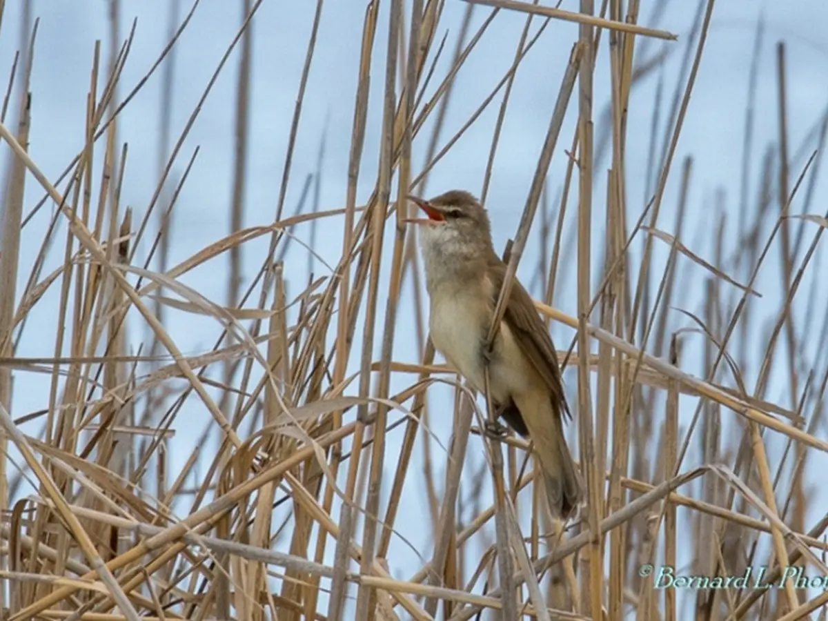 Animation Lpo - Biodiversité Méditerranéenne Et Migration Au Roc De Conilhac